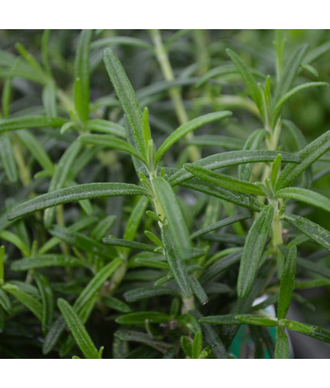E4T/10HERB ROSEMARY UPRIGHT