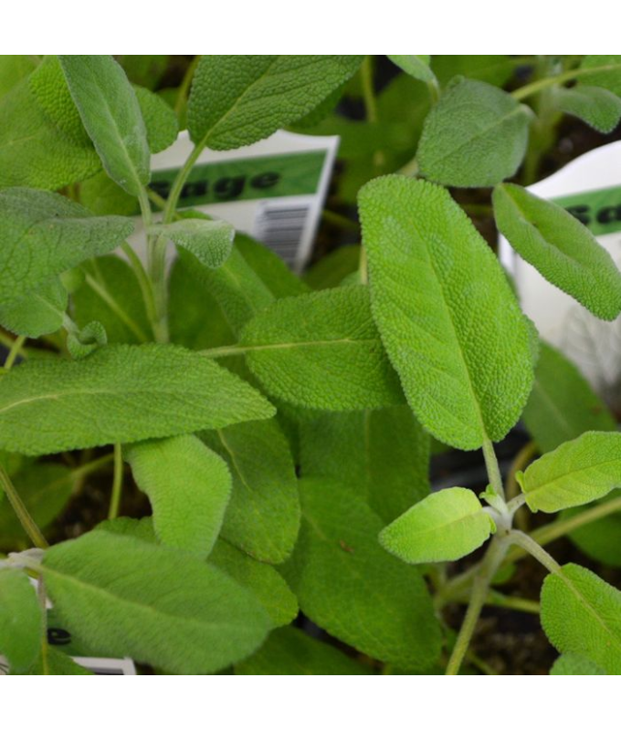 E4T/10HERB SAGE COMMON