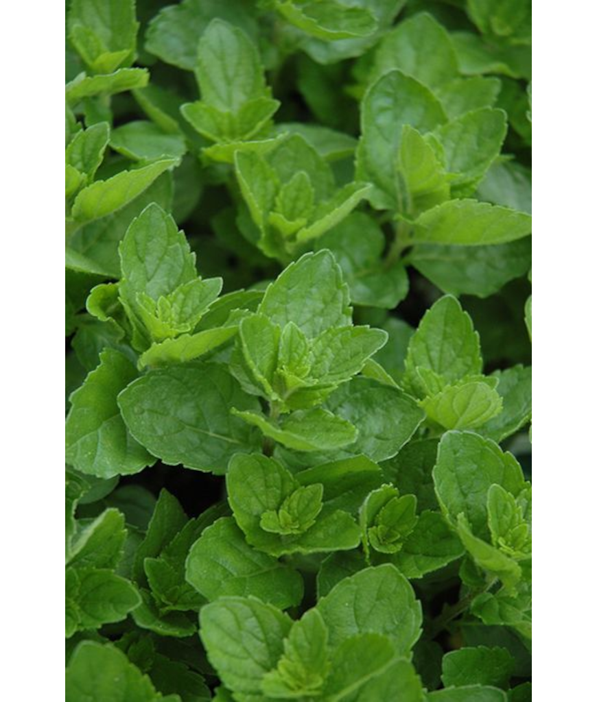 E4T/10HERB SPEARMINT