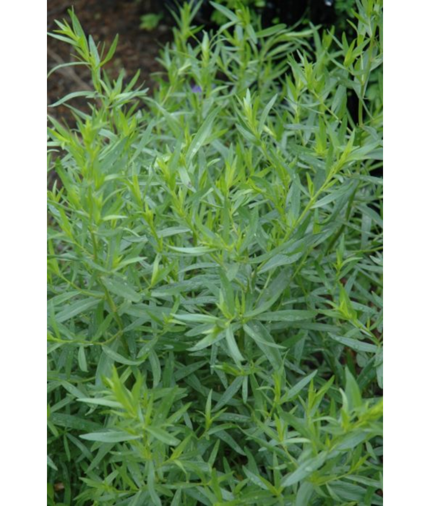 E4T/10HERB TARRAGON FRENCH