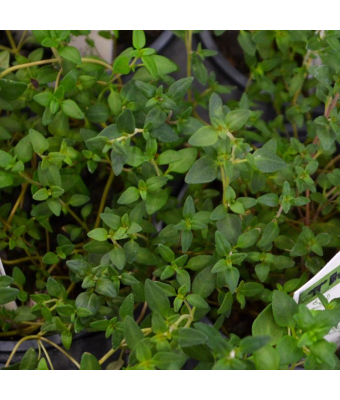 E4T/10HERB THYME COMMON