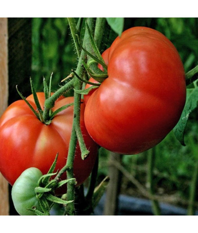 E6.5T/3TOMATO BIG BOY