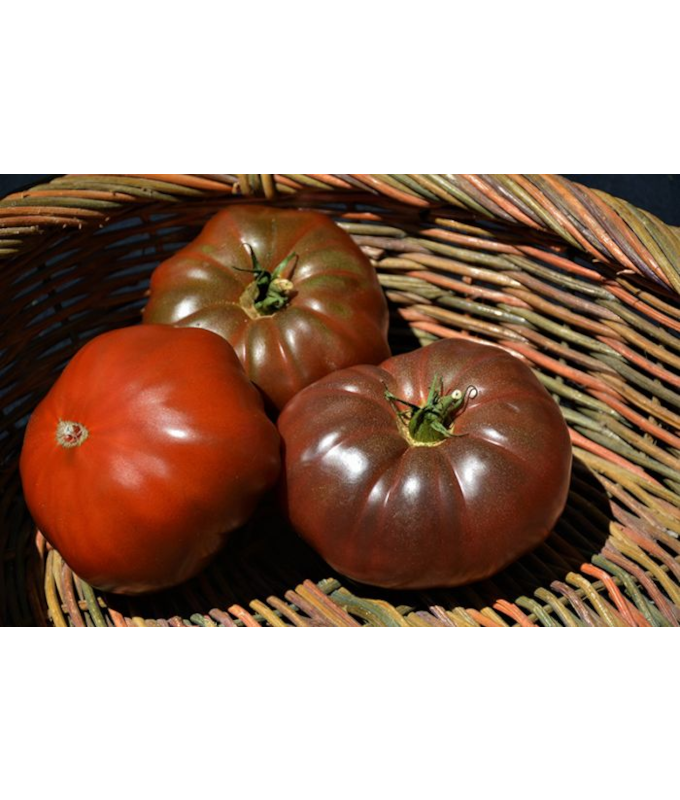 E6.5T/3TOMATO HCHEROKEE PURPLE