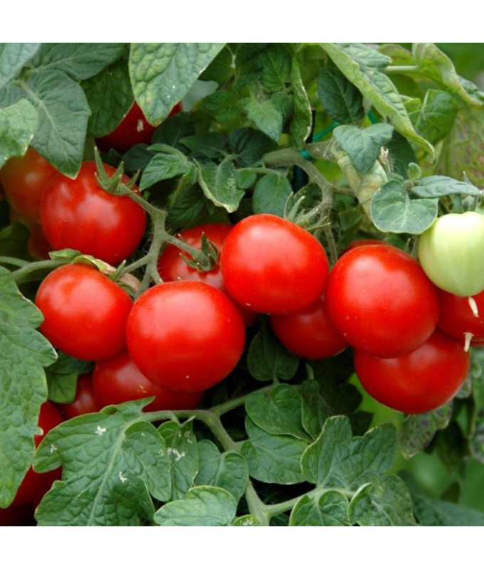 E6.5T/3TOMATO HUSKY RED CHERRY