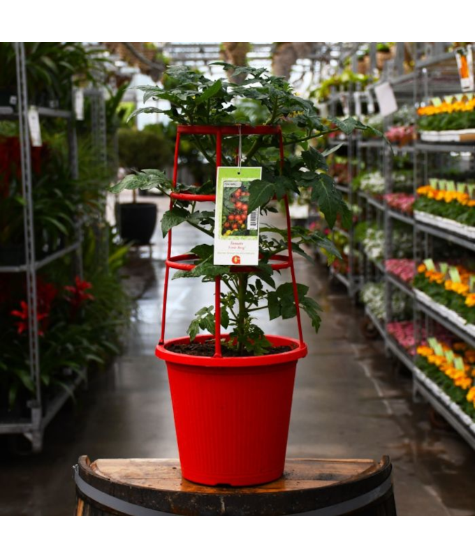 ETUB10"TOMATO LITTLE BING