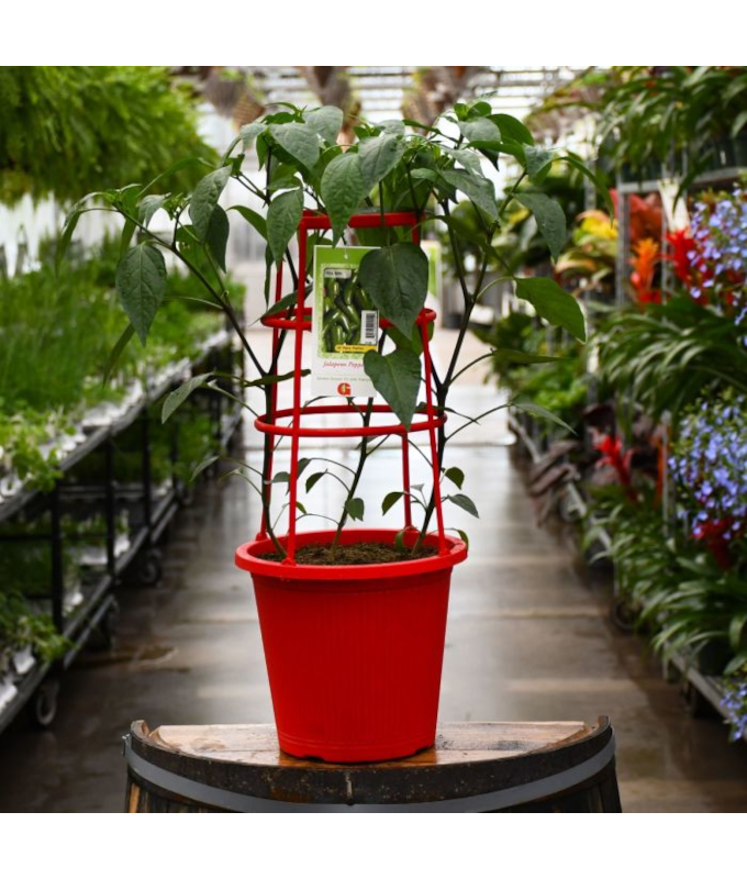 ETUB10"PATIO PEPPER JALAPENO