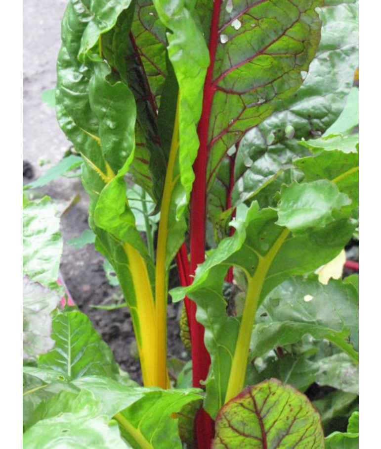 E4.75T/10SWISSCHARD BRIGHTLIGHT