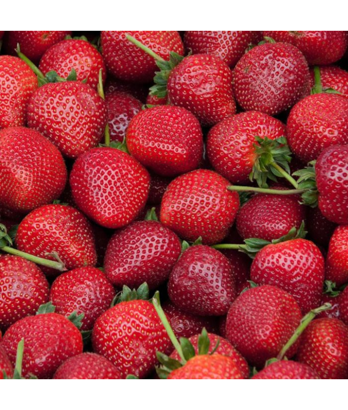 EHB10"STRAWBERRY DELIZZ