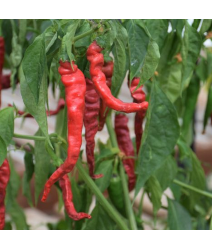 E4.75T/10PEPPER CAYENNE