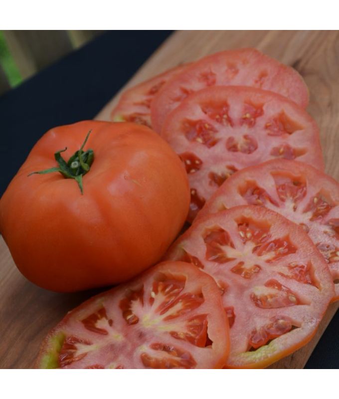 E4.75T/10TOMATO SUPERSTEAK