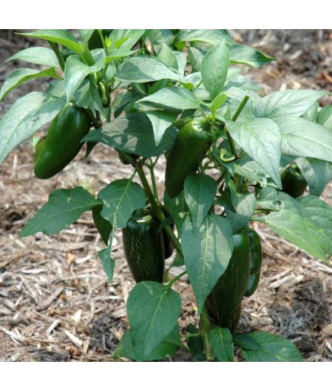 E306T/18PEPPER JALAPENO