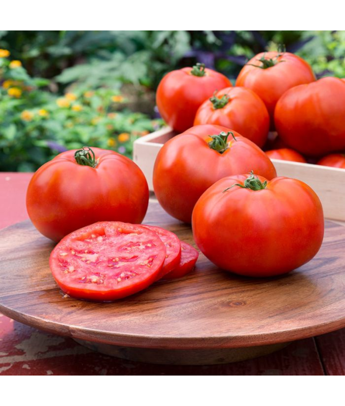 E306T/18TOMATO BETTER BOY