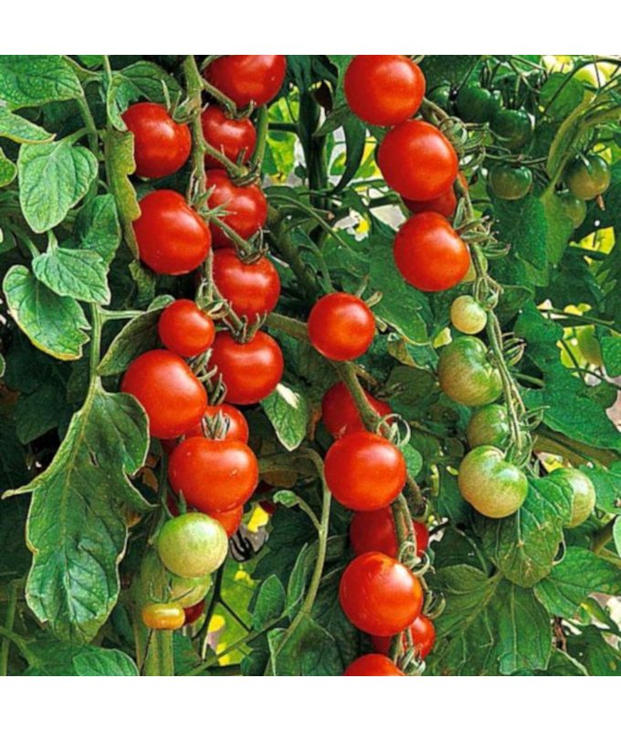 E306T/18TOMATO SUPER SWEET 100