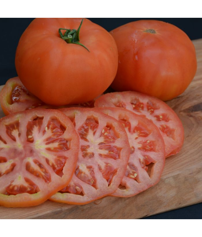 E306T/18TOMATO BEEFMASTER