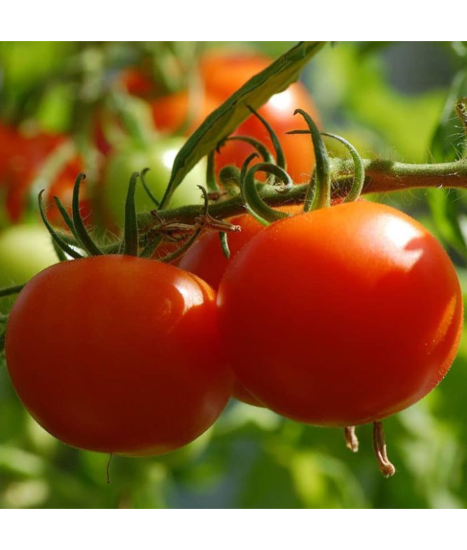 E306T/18TOMATO CELEBRITY