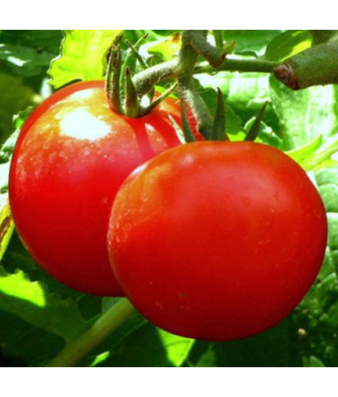 E306T/18TOMATO EARLY GIRL