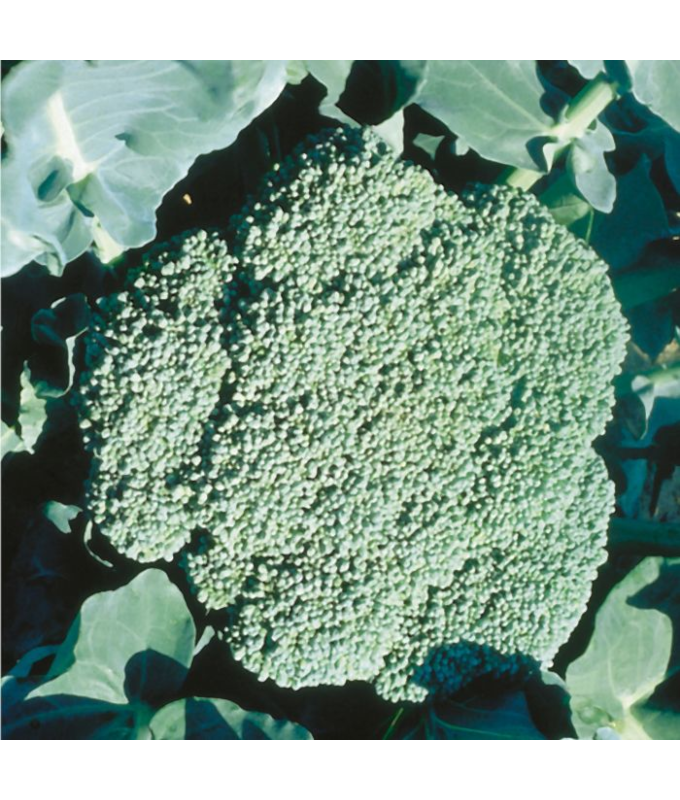 E606T/36BROCCOLI PREMIUM CROP