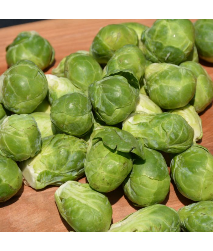 E606T/36BRUSSELS SPROUTS