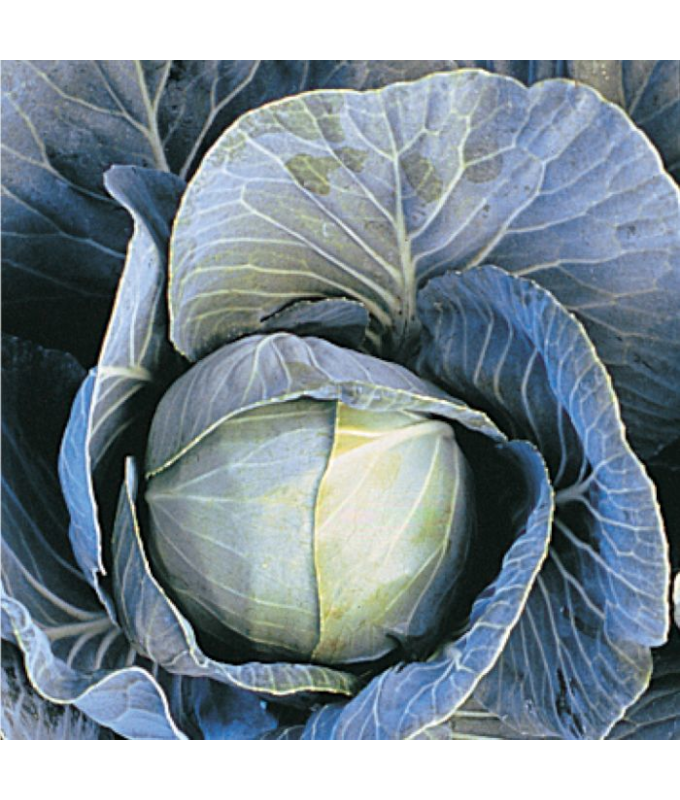 E606T/36CABBAGE DYNAMO