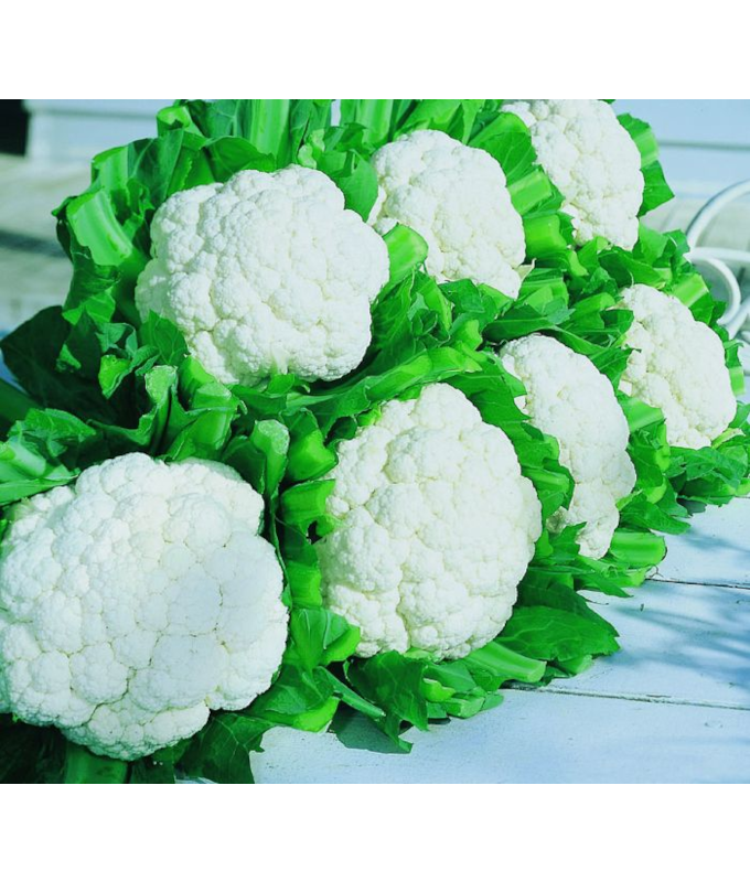 E606T/36CAULIFLOWER SNOWCROWN