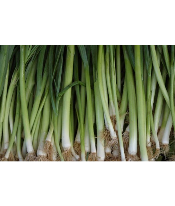 E606T/36LEEKS