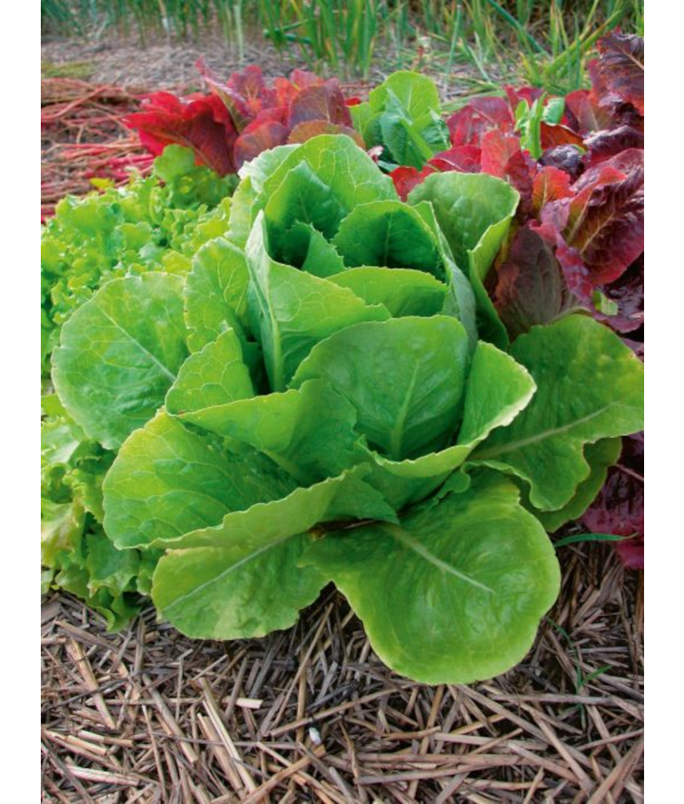 E606T/36LETTUCE ROMAINE