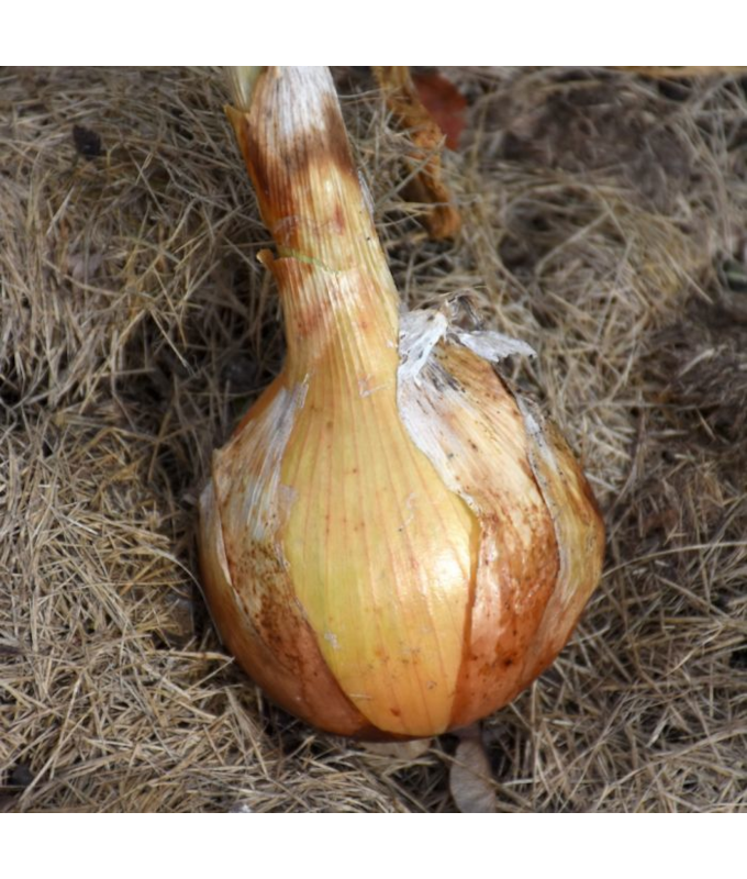 E606T/36ONION SWEET YELLOW