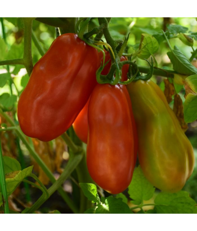 E6.5T/3TOMATO HSAN MARZANO