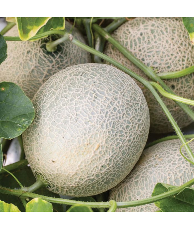 E4.75T/10CANTALOUPE SUGAR CUBE