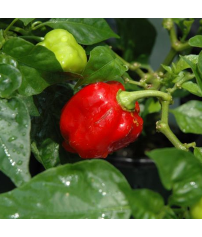 E4.75T/10PEPPER CAROLINA REAPER