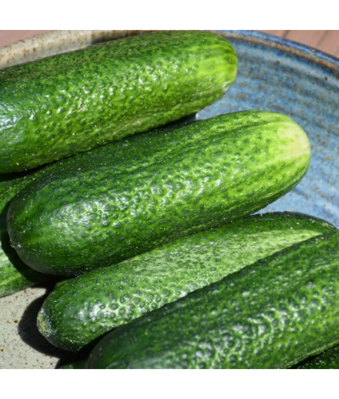 E4.75T/10CUCUMBER PICKLING