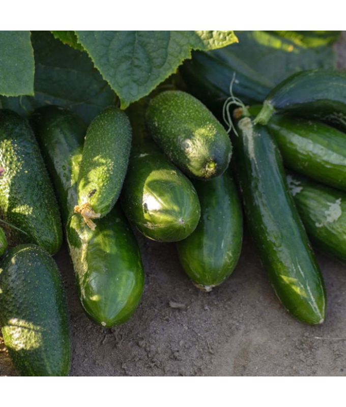 E4.75T/10CUCUMBER SLICING