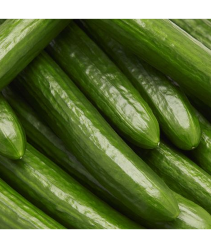 E4.75T/10CUCUMBER ENGLISH