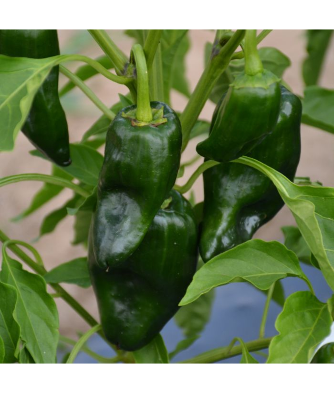 E4.75T/10PEPPER POBLANO