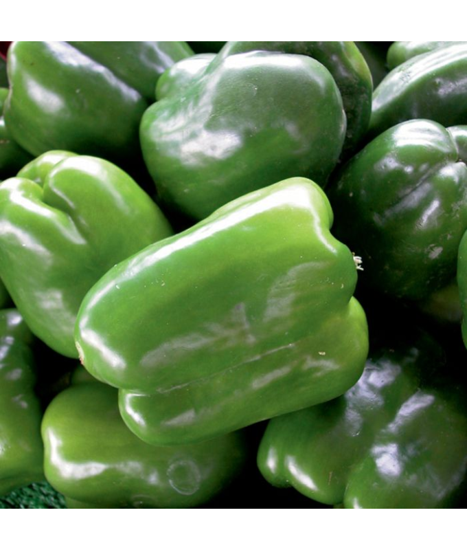 E4.75T/10PEPPER GREENBELL