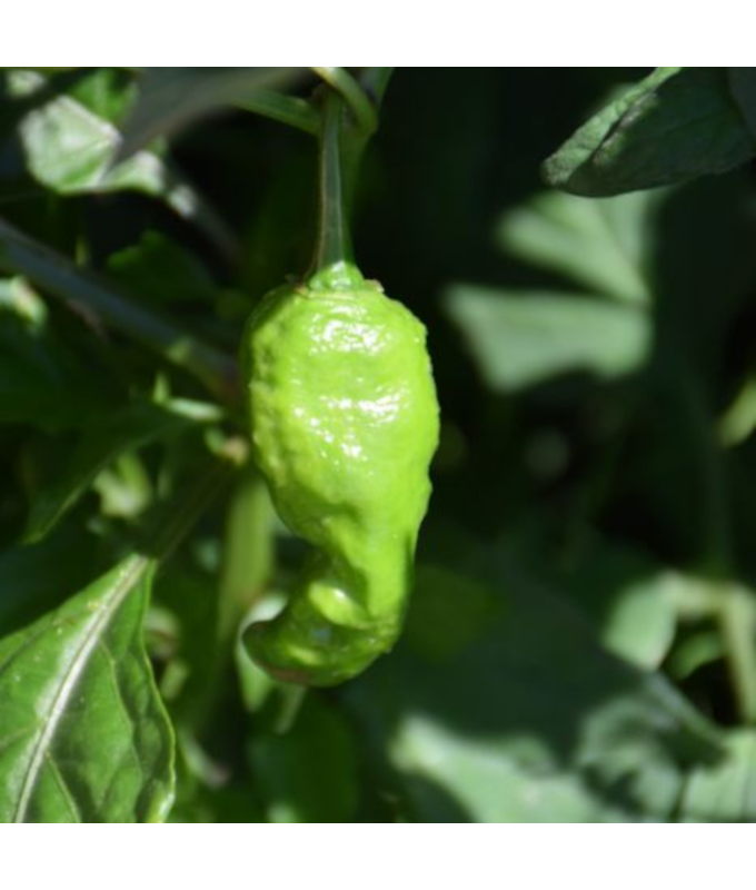 E4.75T/10PEPPER GHOST BHUT JOLOK