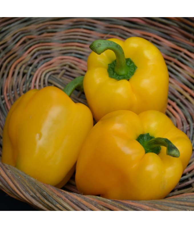 E4.75T/10PEPPER YELLOWBELL