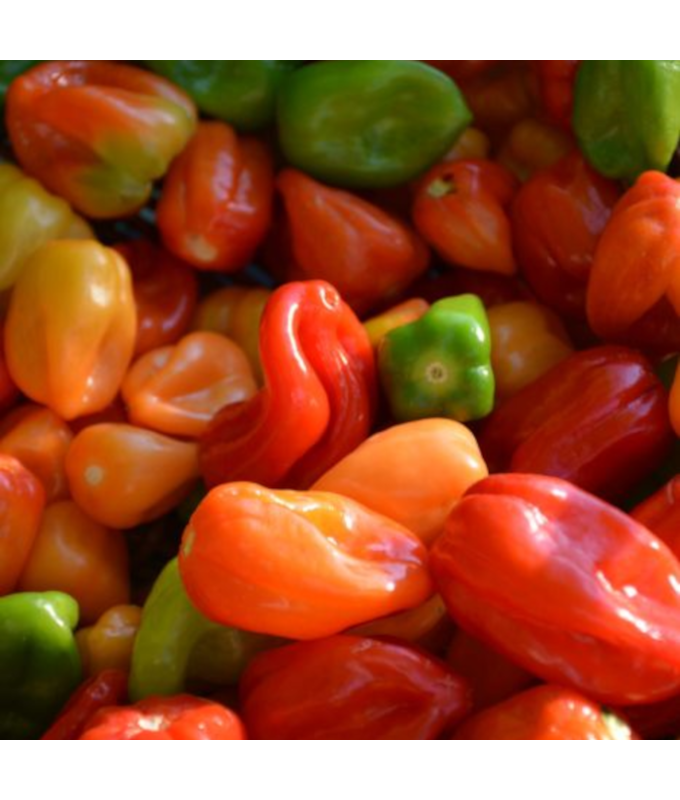 E4.75T/10PEPPER HABANERO