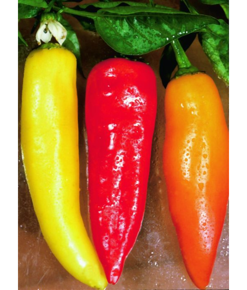 E4.75T/10PEPPER HOTBANANA