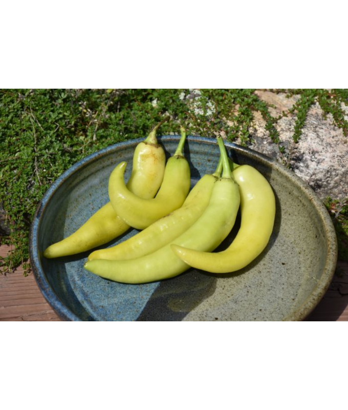 E4.75T/10PEPPER SWEETBANANA