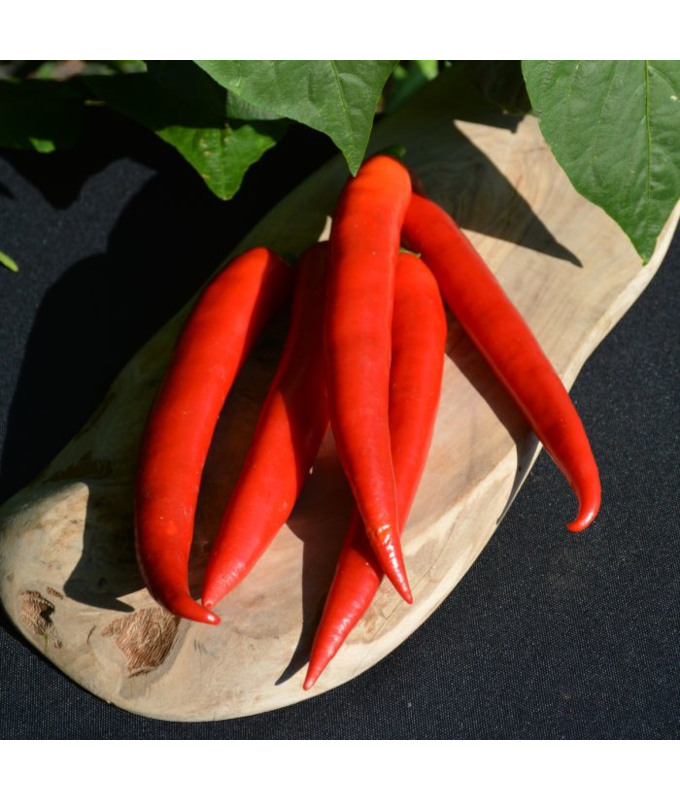 E4.75T/10PEPPER SUPERCHILI