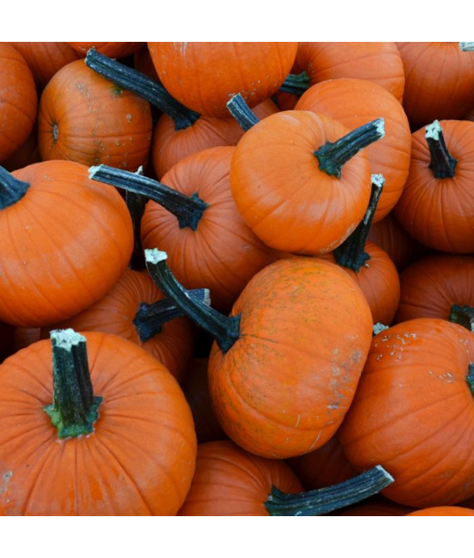 E4.75T/10PUMPKIN - PIE