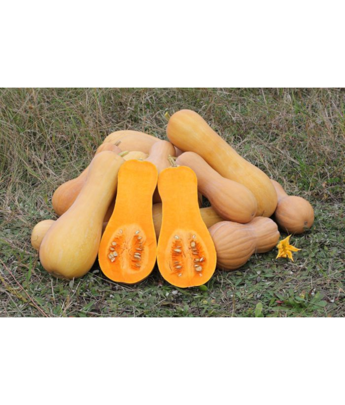 E4.75T/10SQUASH BUTTERNUT