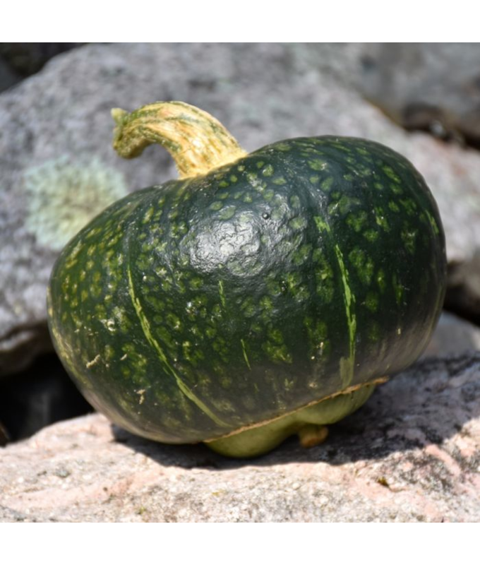 E4.75T/10SQUASH BUTTERCUP HYBRID