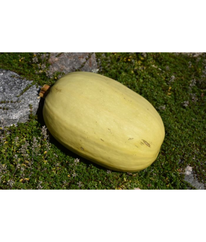 E4.75T/10SQUASH SPAGHETTI