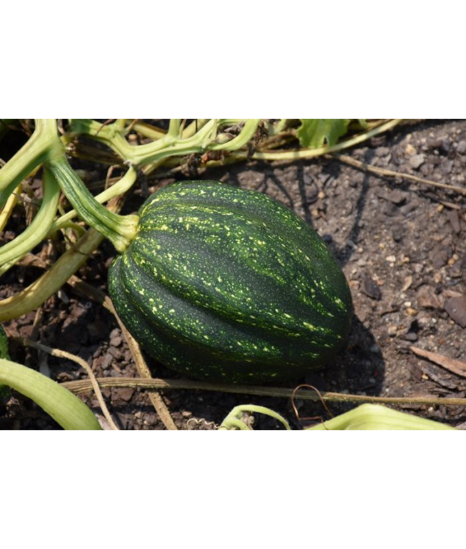E4.75T/10SQUASH ACORN HYBRID