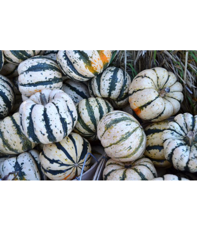 E4.75T/10SQUASH SWEET DUMPLIN