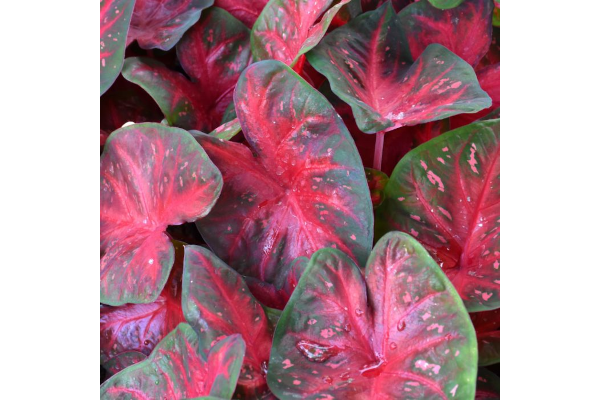 Z-6.5T/3CALADIUM RED FLASH