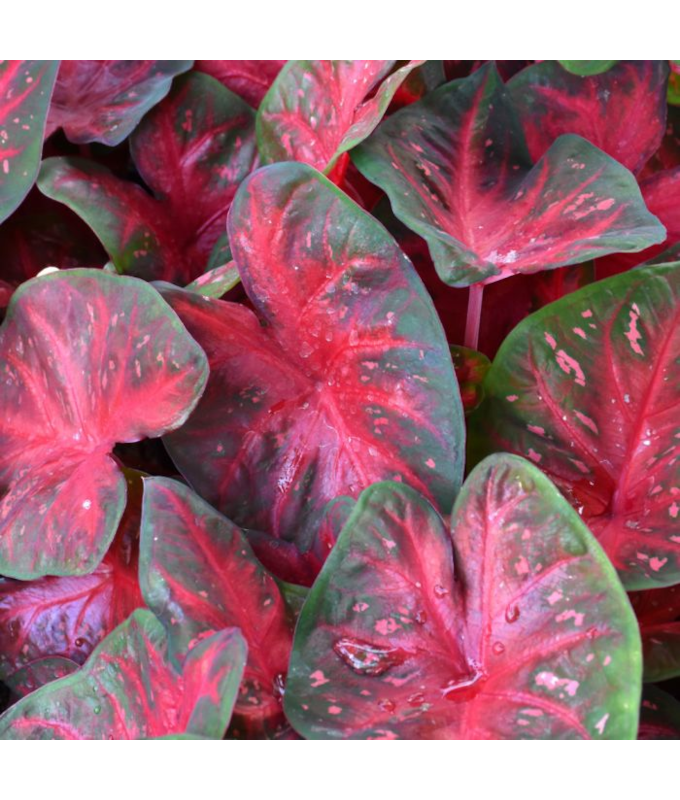 Z-6.5T/3CALADIUM RED FLASH