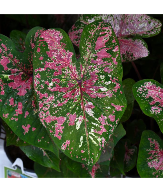 Z-6.5T/3CALADIUM FIRE CHIEF